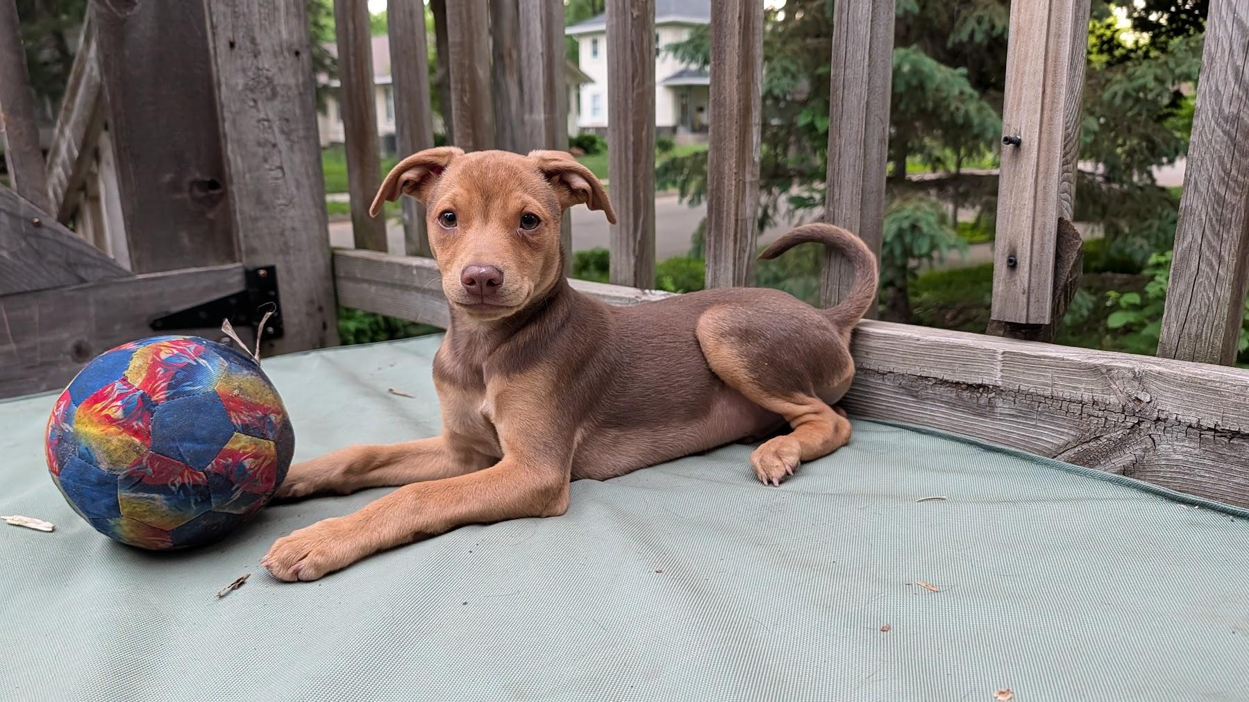 Abe, a ADOPTABLE mixed breed in Minneapolis, MN image 4/6