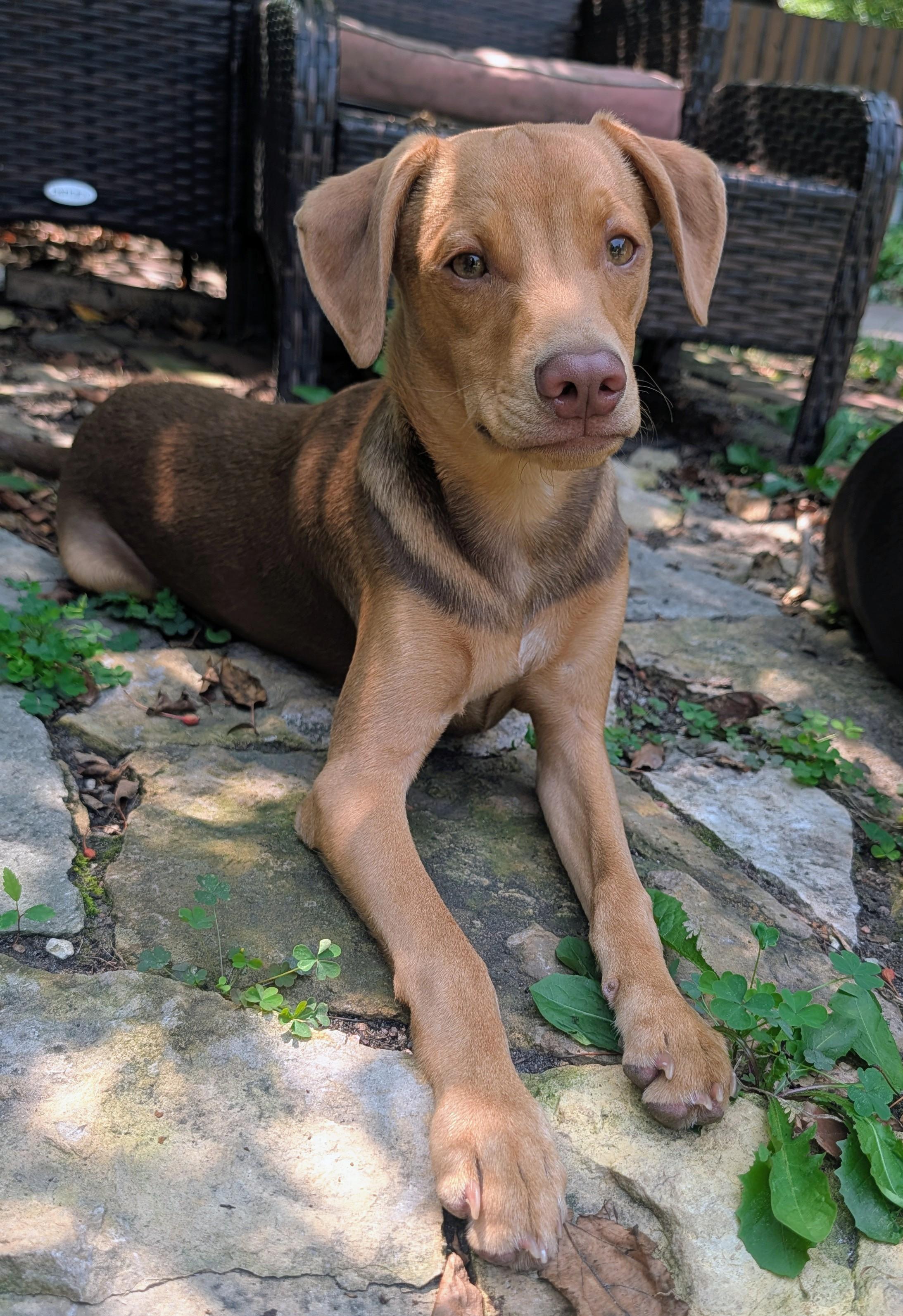 Enlarge Abe, a ADOPTABLE mixed breed in Minneapolis, MN image 2/6