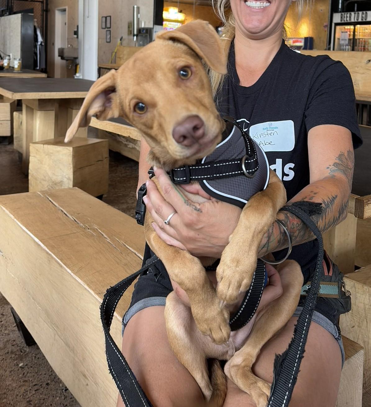 Abe, ADOPTABLE, Puppy Male Miniature Pinscher & Terrier.