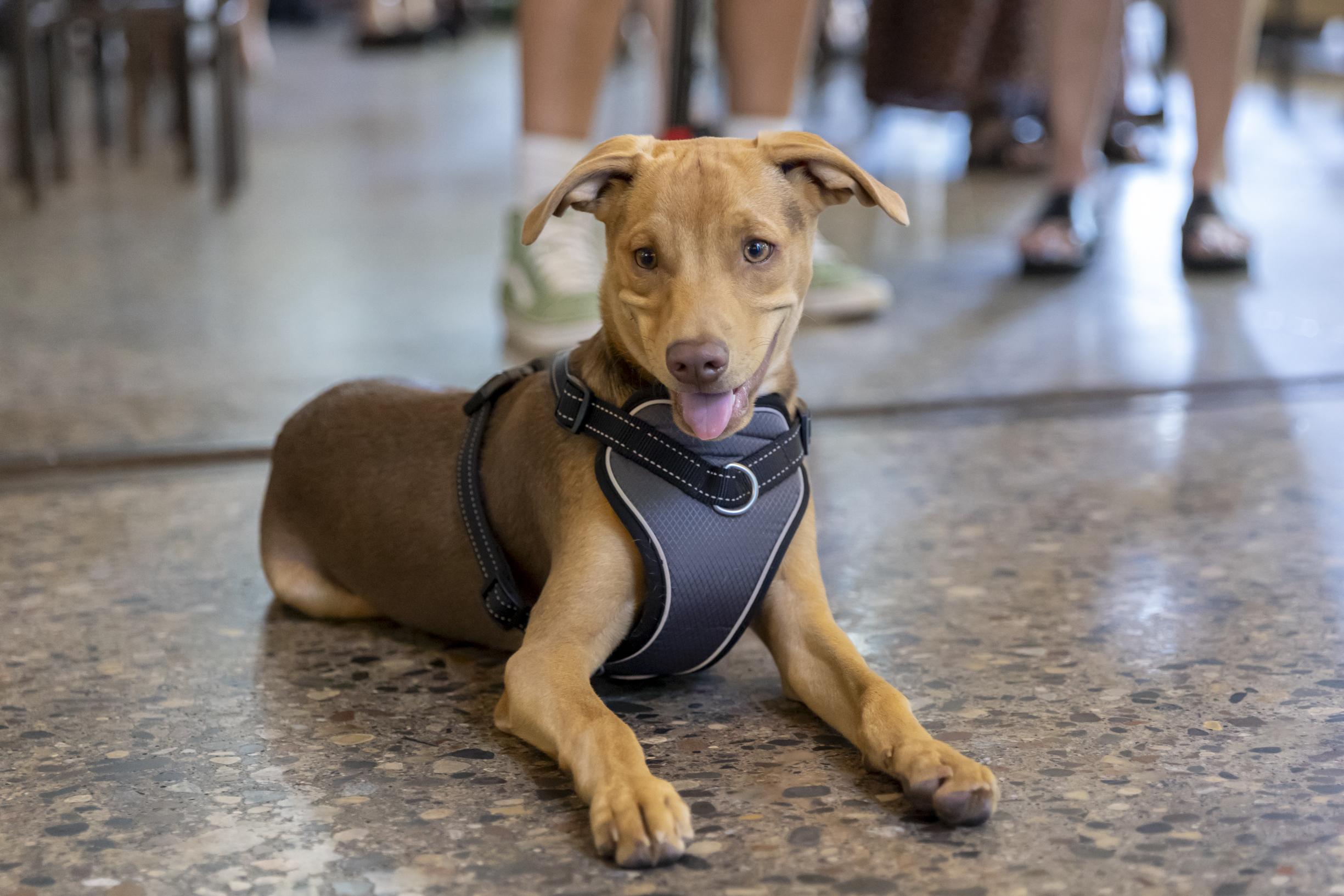 Enlarge Abe, a ADOPTABLE mixed breed in Minneapolis, MN image 2/6
