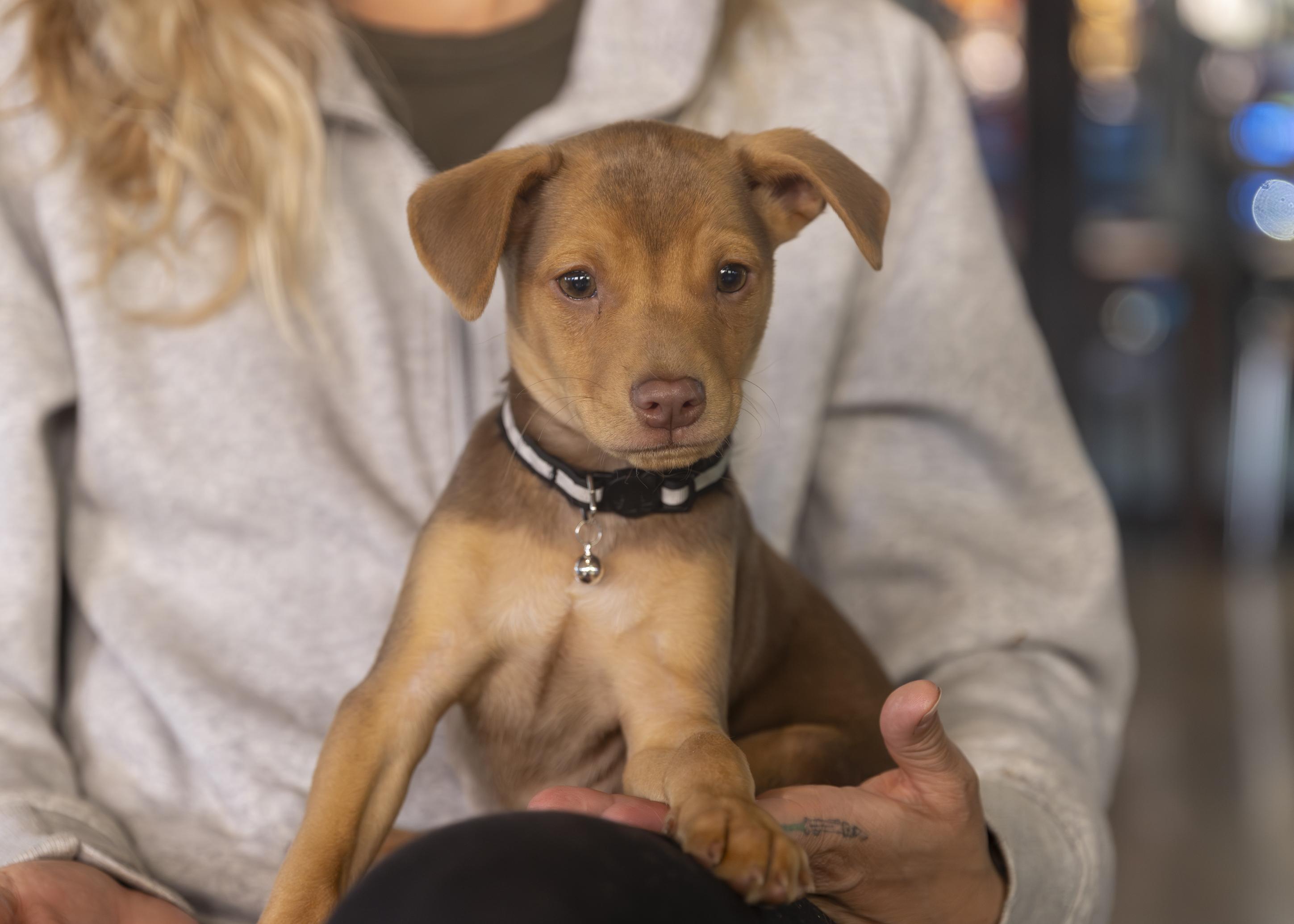 Abe, a ADOPTABLE mixed breed in Minneapolis, MN image 4/6