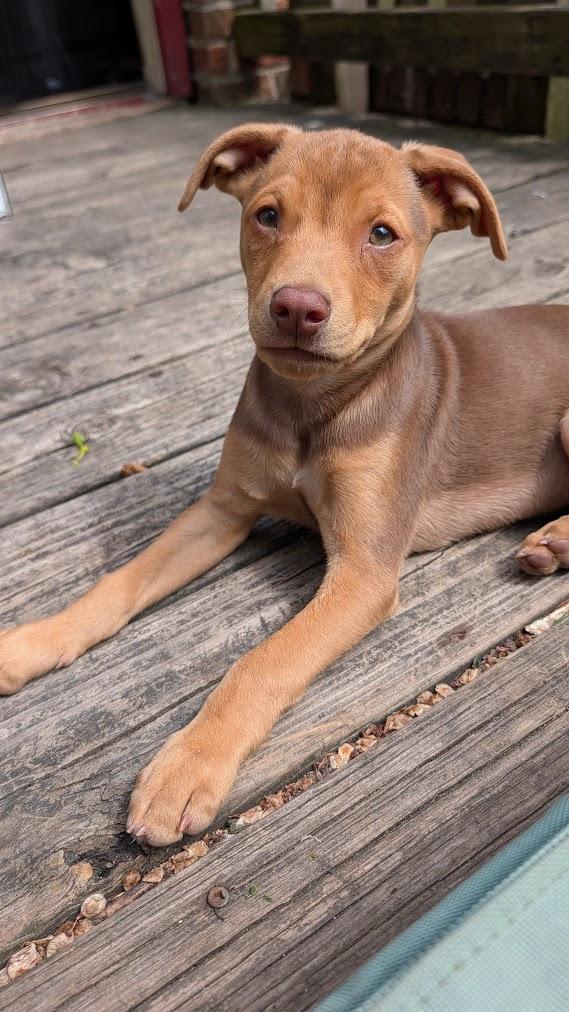 Abe, a ADOPTABLE mixed breed in Minneapolis, MN image 3/6