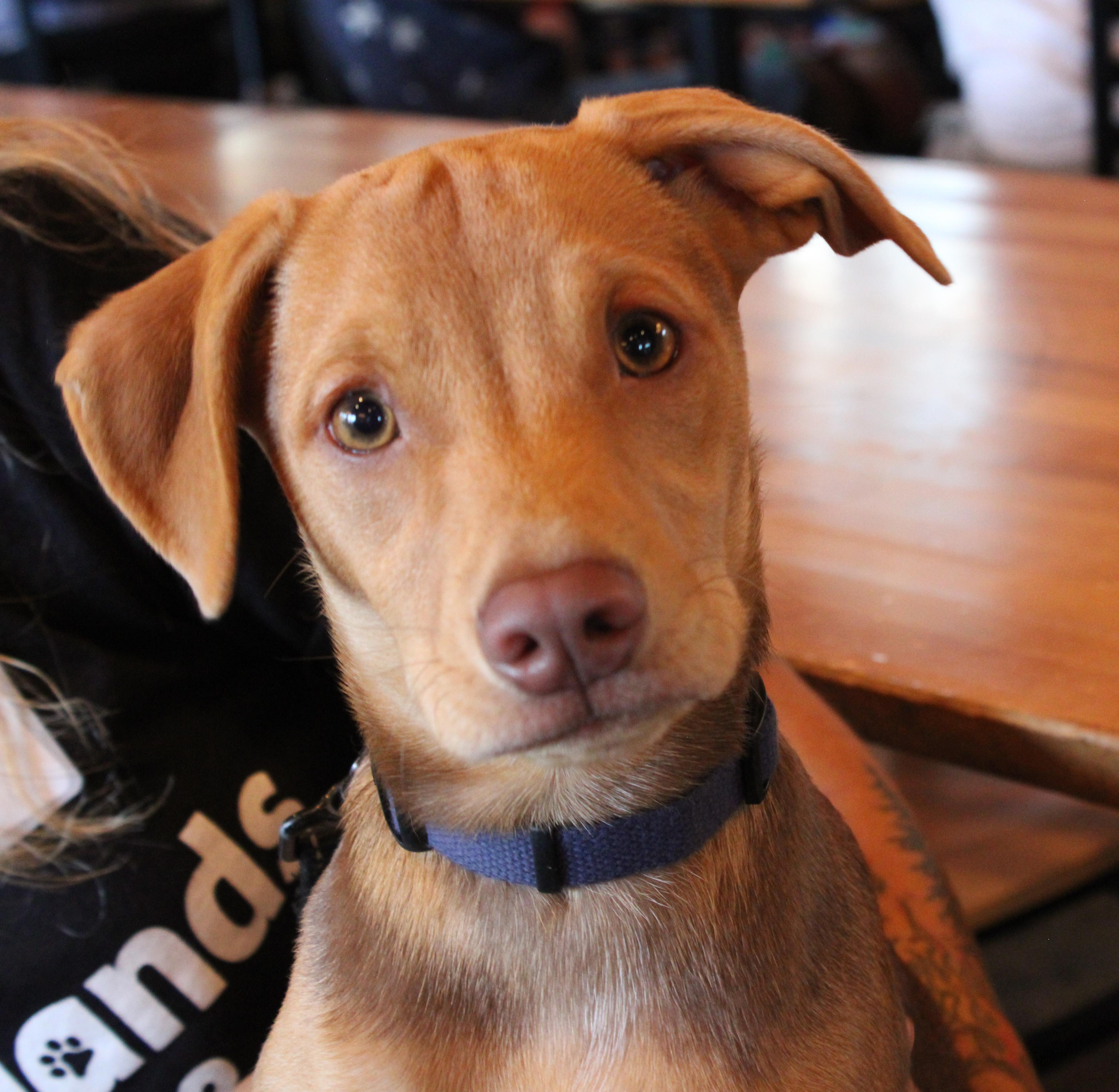 Enlarge Abe, a ADOPTABLE mixed breed in Minneapolis, MN image 5/6
