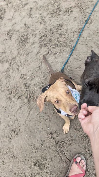 Enlarge Abe, a ADOPTABLE mixed breed in Minneapolis, MN video 5/6