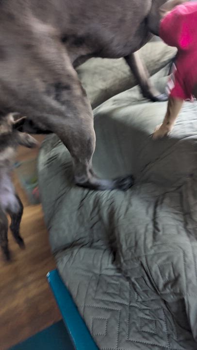 Enlarge Abe, a ADOPTABLE mixed breed in Minneapolis, MN video 6/6