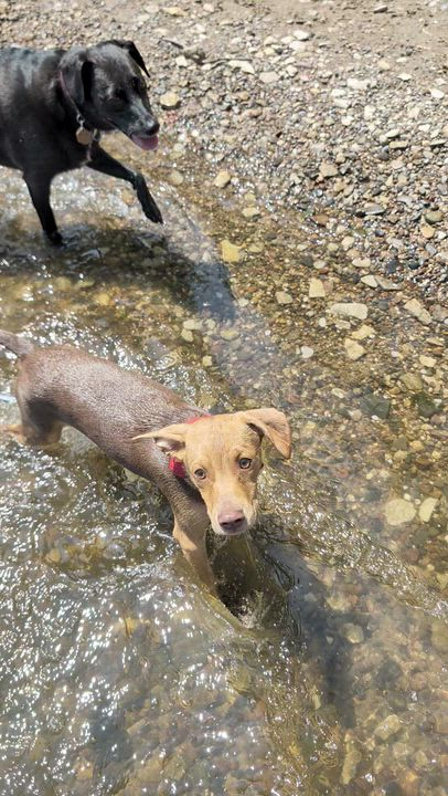 Enlarge Abe, a ADOPTABLE mixed breed in Minneapolis, MN video 6/6