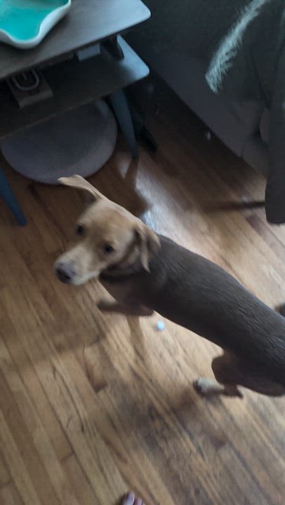 Enlarge Abe, a ADOPTABLE mixed breed in Minneapolis, MN video 6/6