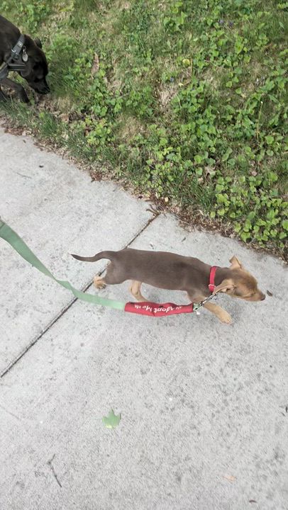 Enlarge Abe, a ADOPTABLE mixed breed in Minneapolis, MN video 6/6