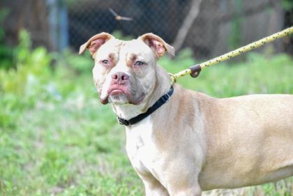 Muttley — thumbnail 2