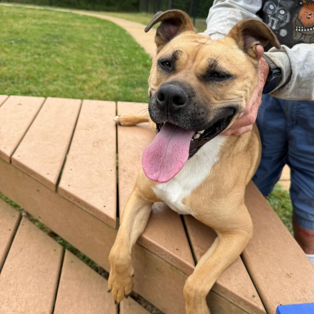 Enlarge Hillary, a Adoptable Coonhound in LaGrange, GA image 2/2