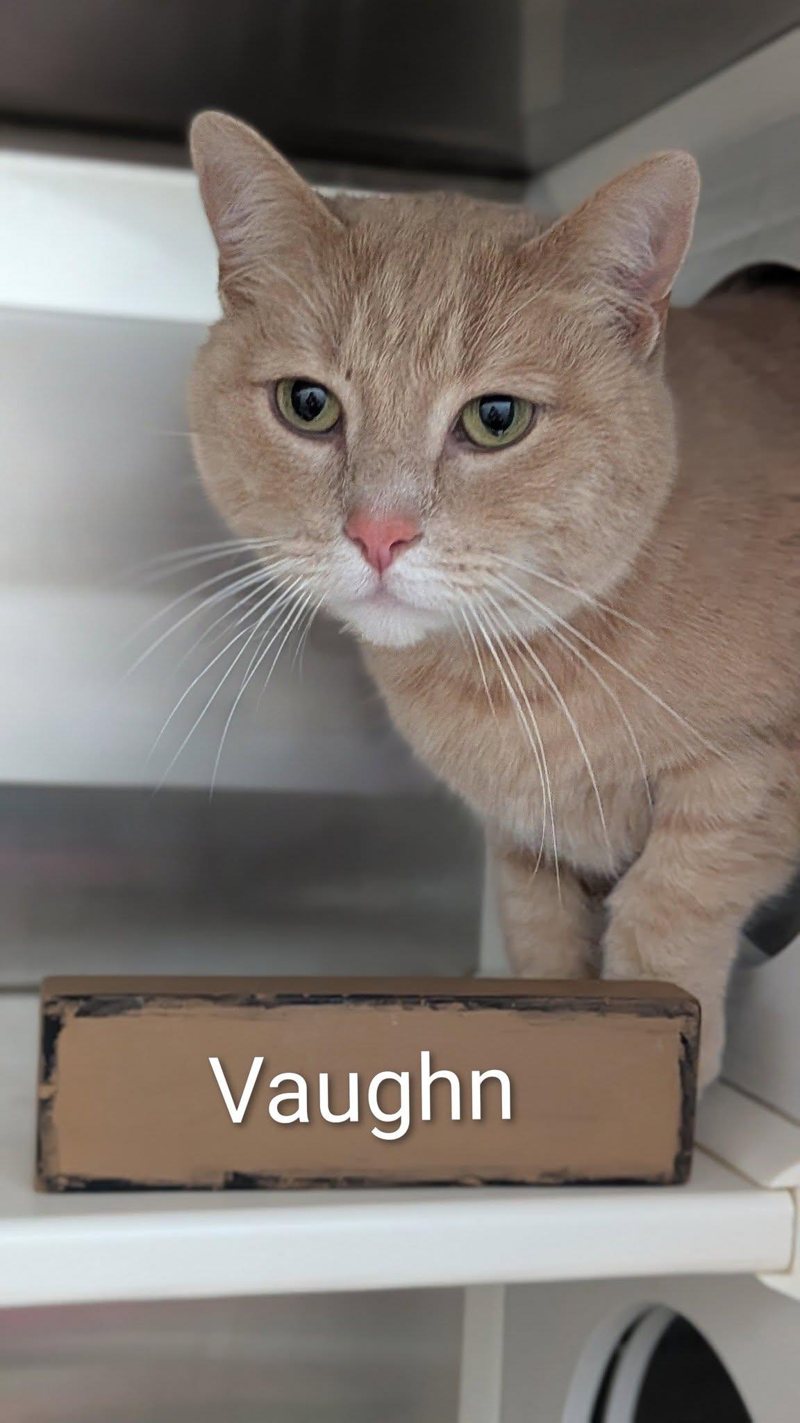 Vaughn, adopted, Adult Male Domestic Short Hair.