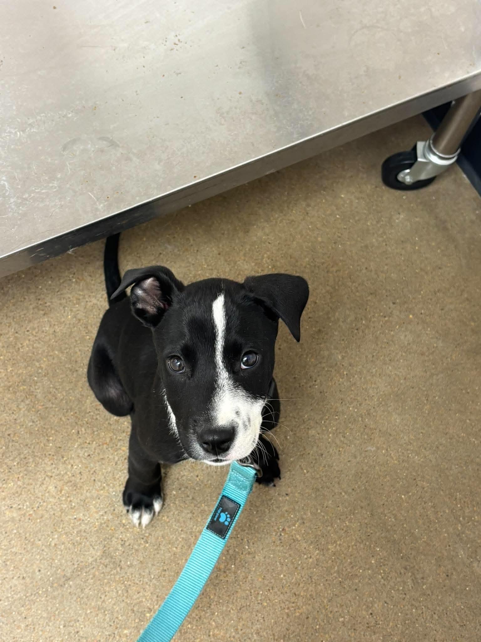 Haze - Local, a ADOPTABLE mixed breed in West Warwick, RI image 2/4