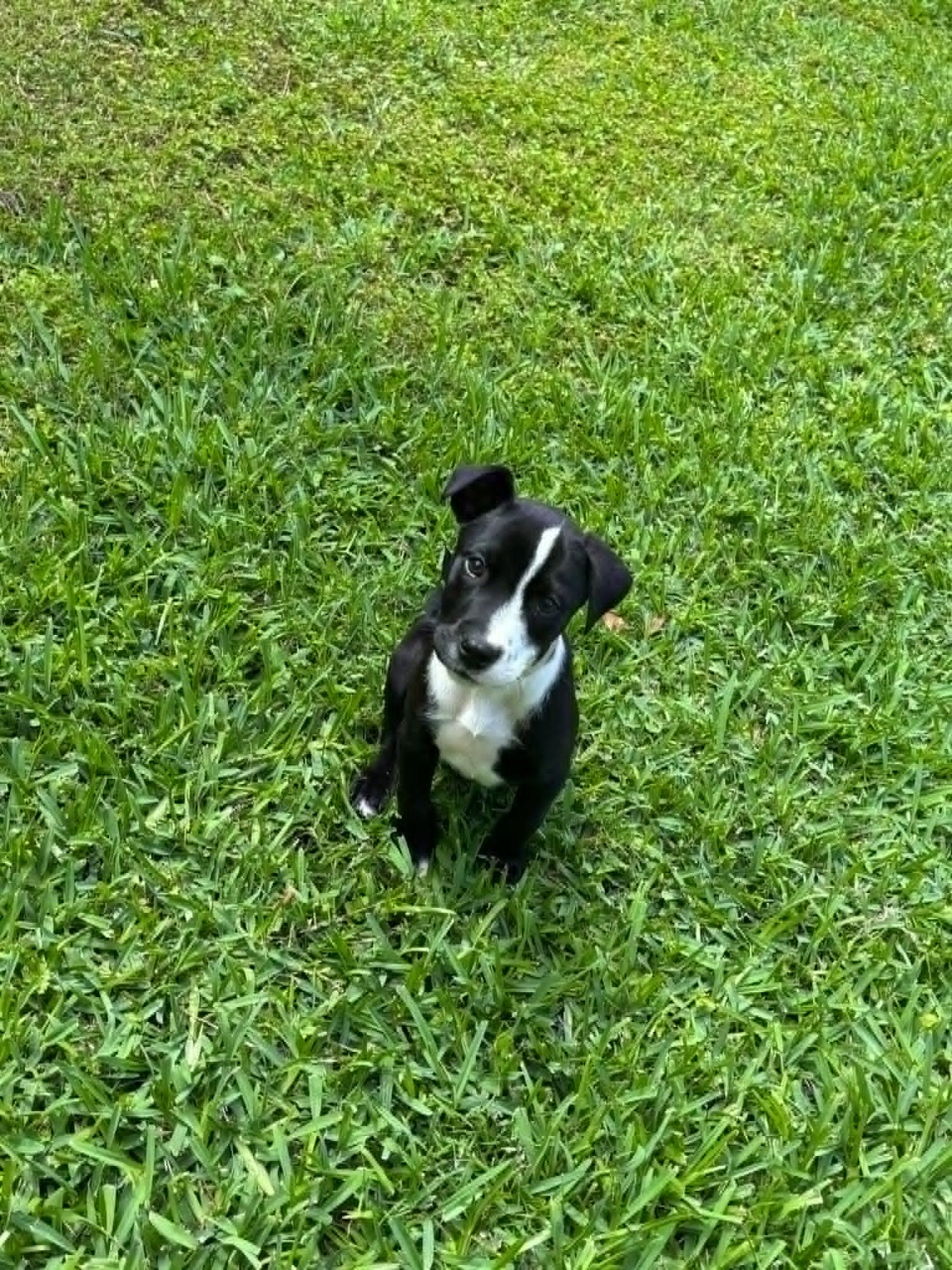 Haze - Local, ADOPTABLE, Puppy Male Border Collie & Bull Terrier.