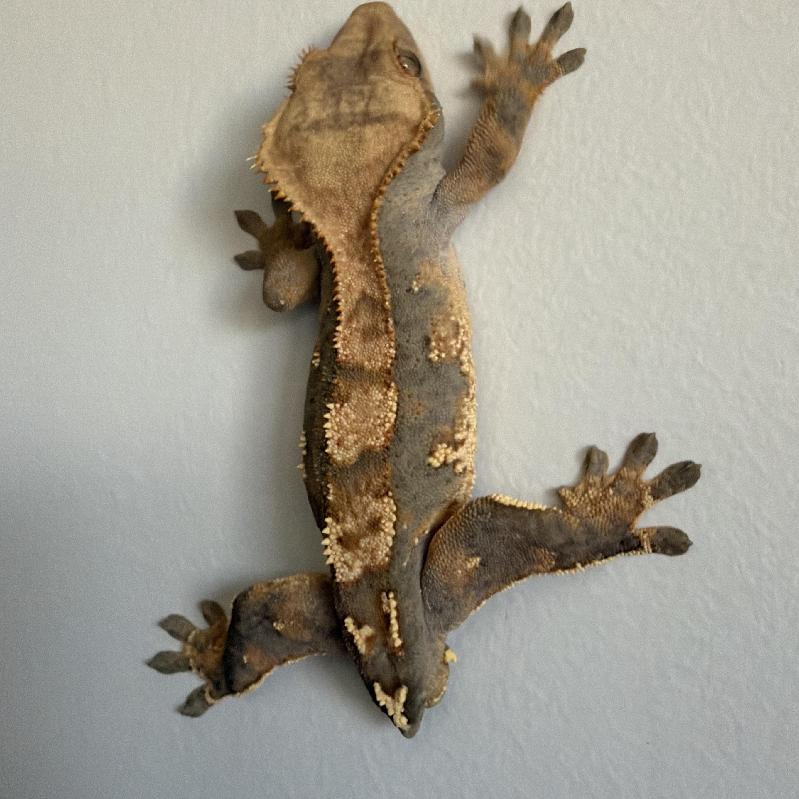 Enlarge Jordan or Luca, a ADOPTABLE Gecko in brant, MI image 2/3