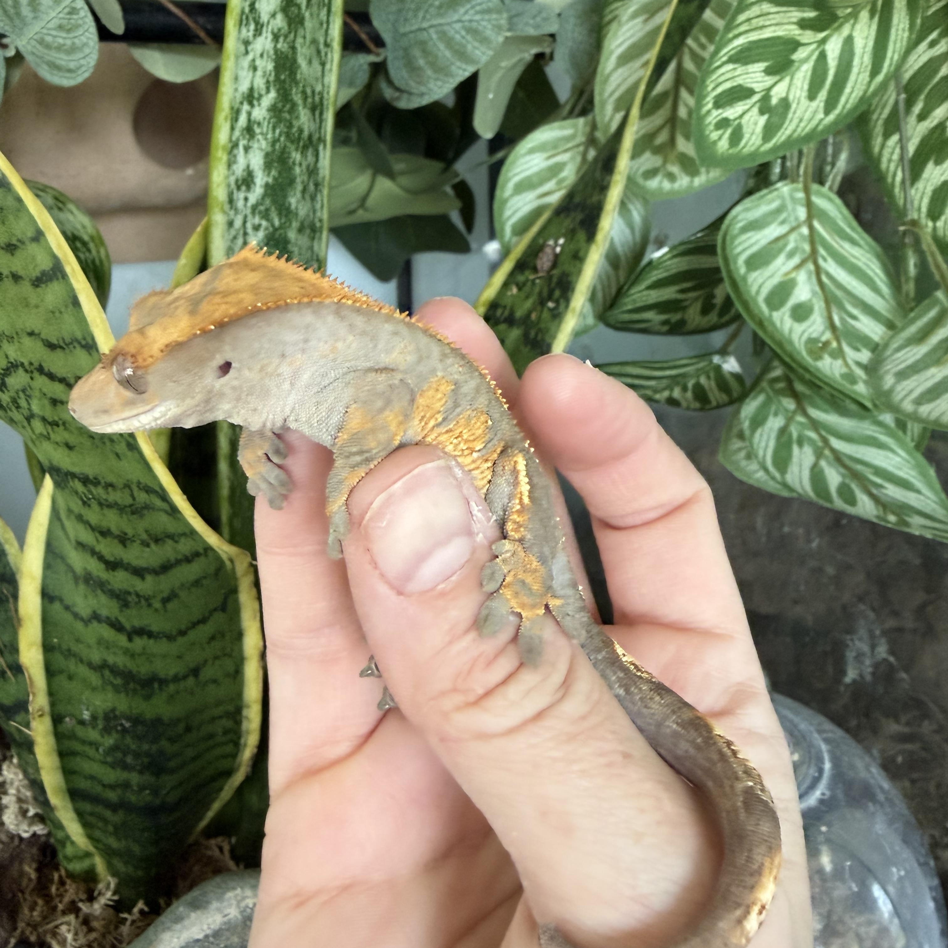 Jordan, ADOPTABLE, Baby Male Gecko.