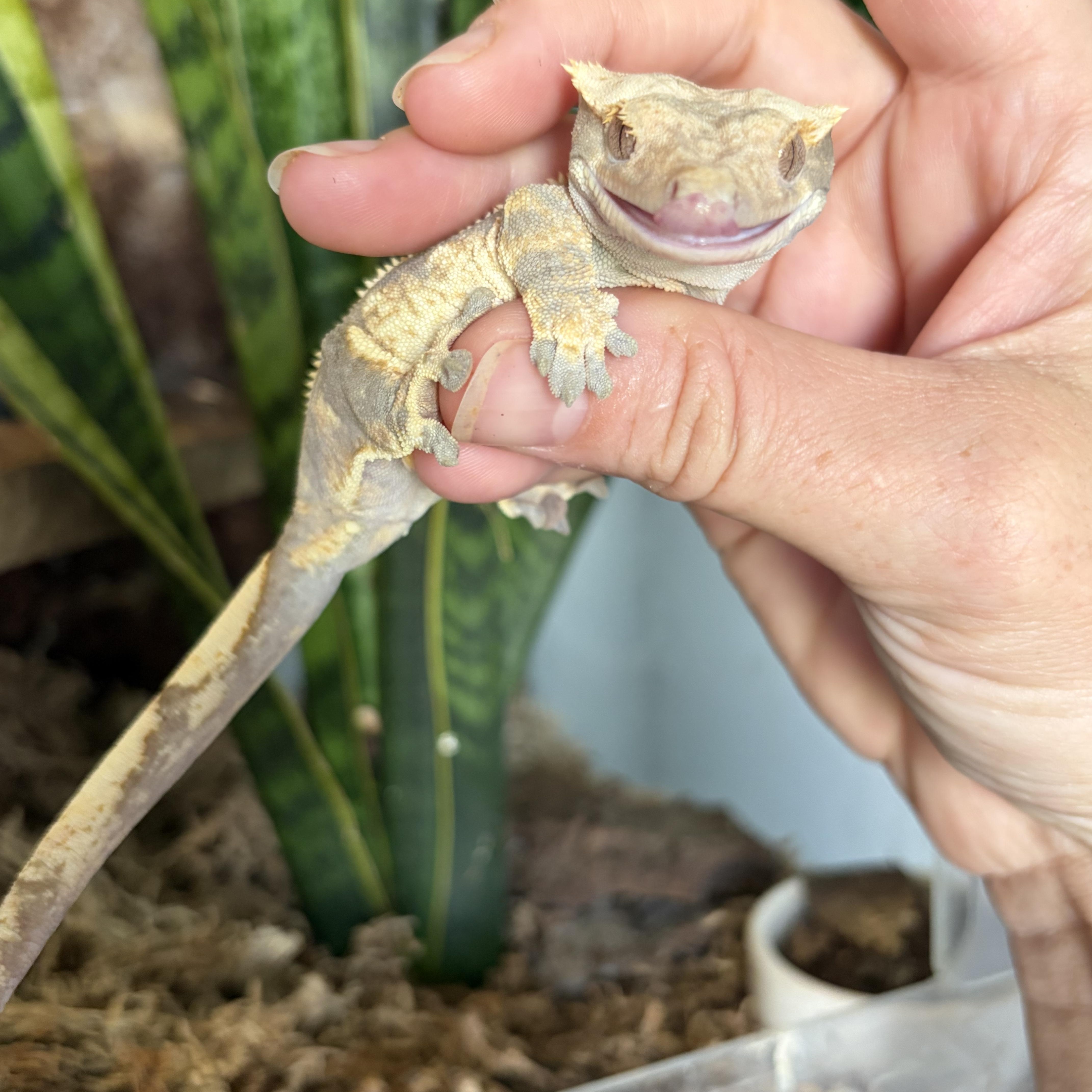 Raptor, a ADOPTABLE Gecko in brant, MI image 2/3