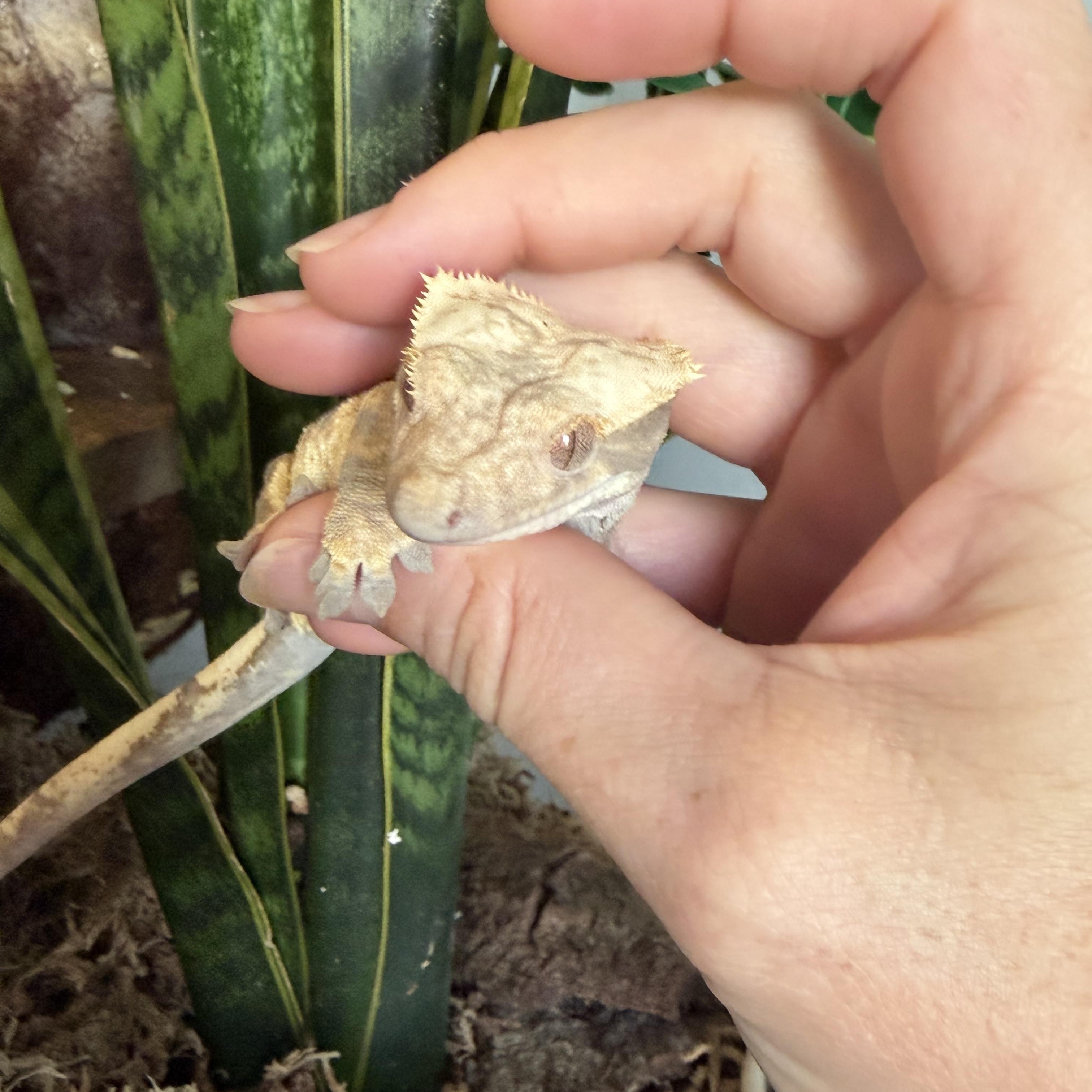 Raptor, a ADOPTABLE Gecko in brant, MI image 3/3