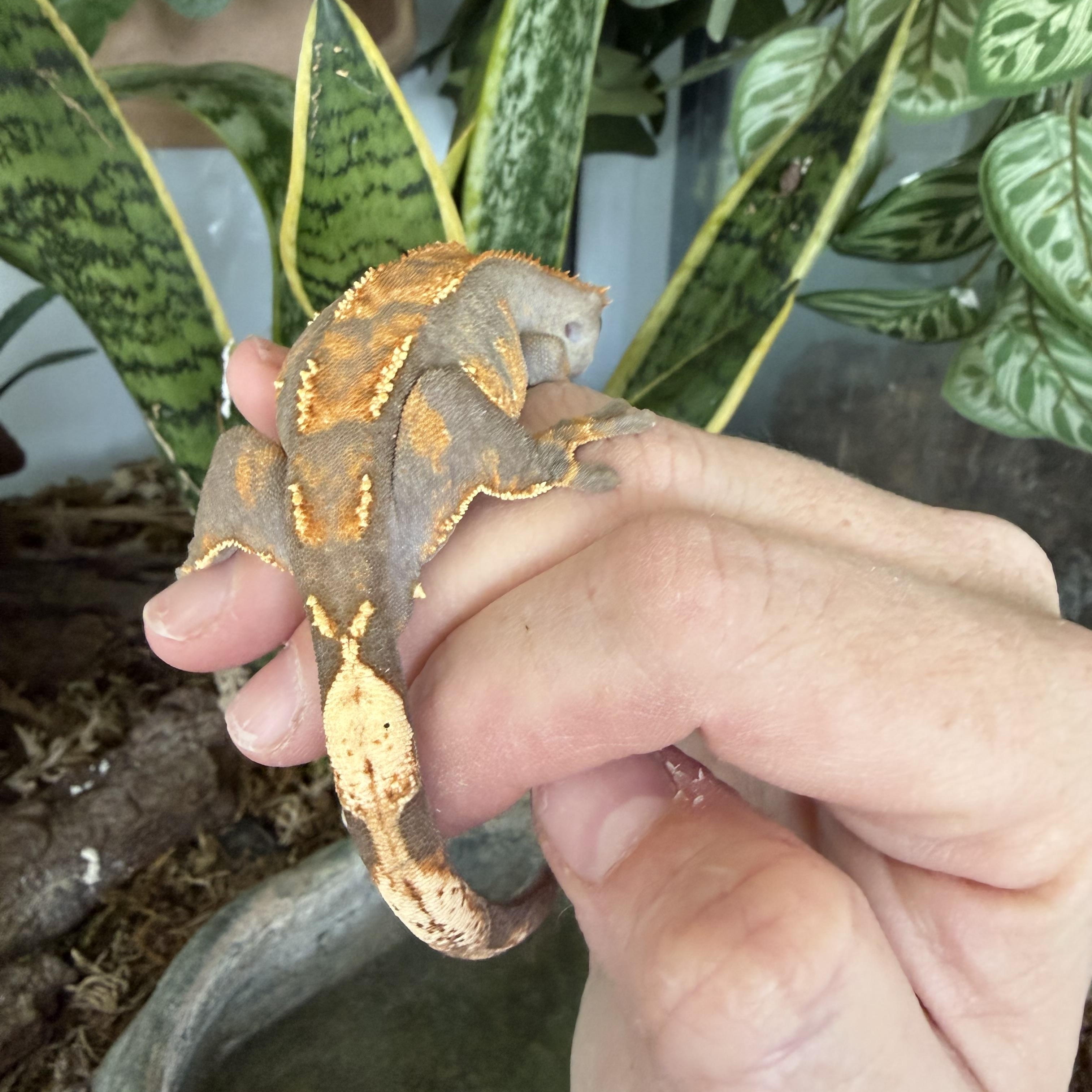 Enlarge Jordan, a ADOPTABLE Gecko in brant, MI image 2/2