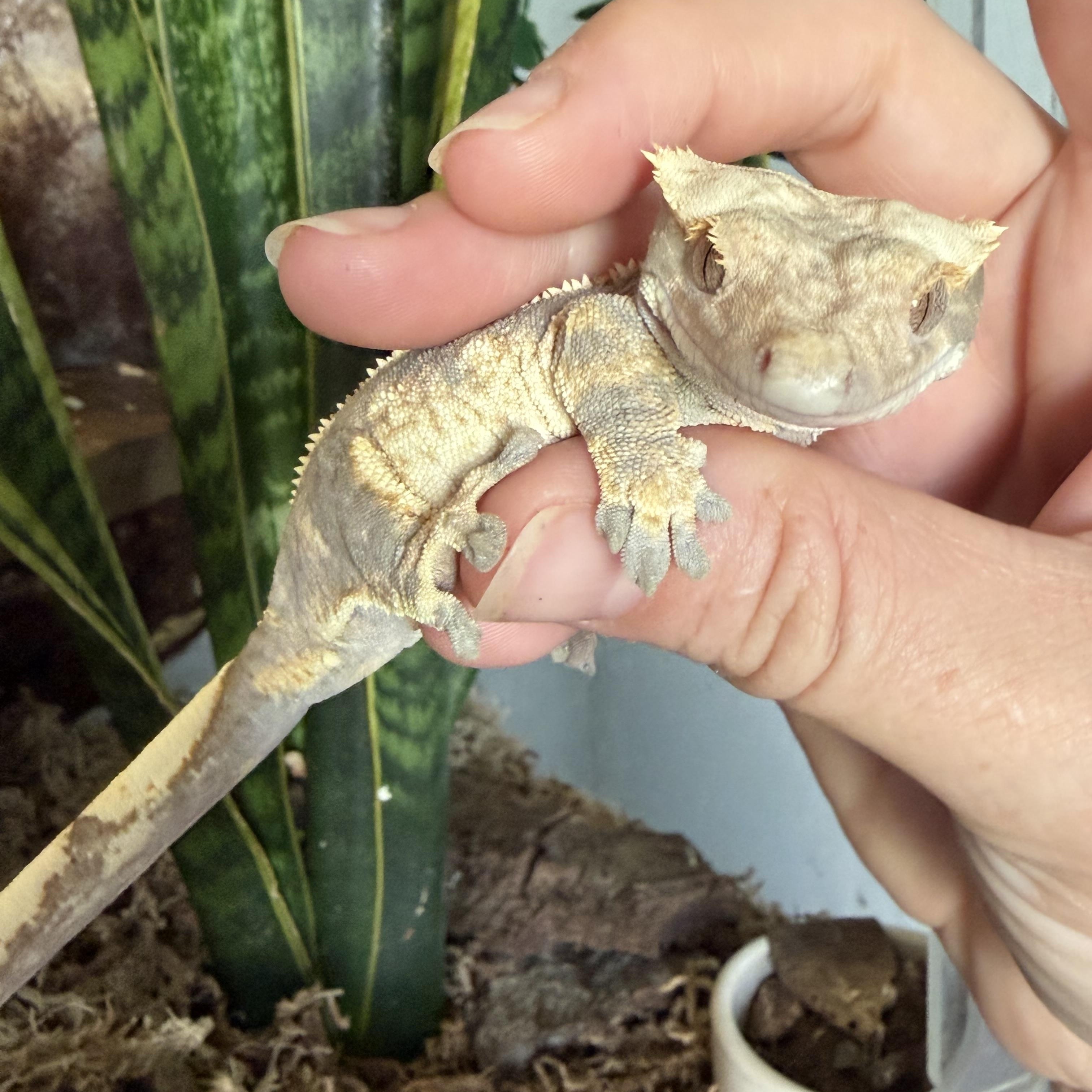 Raptor, ADOPTABLE, Young Male Gecko.