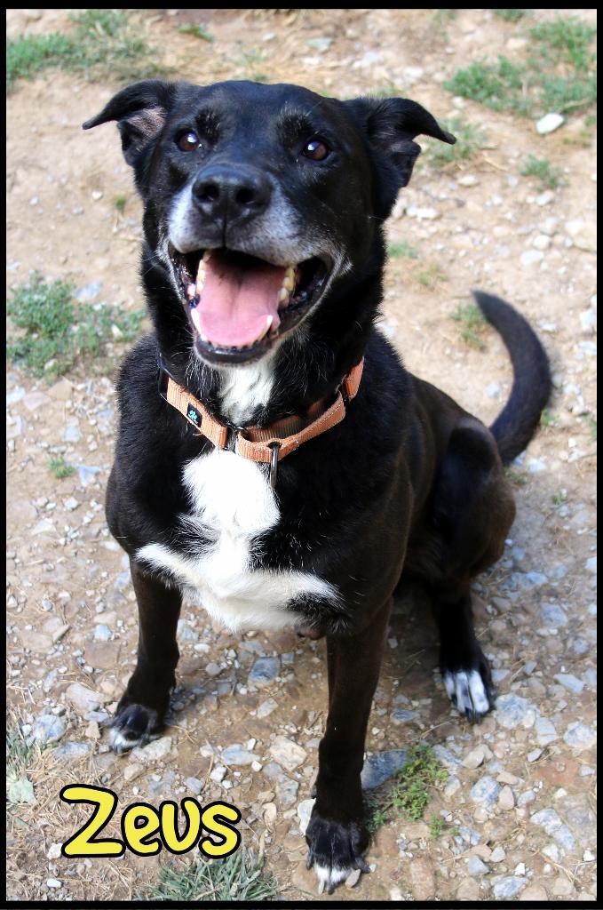 Zeus, a Adoptable mixed breed in Shippenville, PA image 2/5