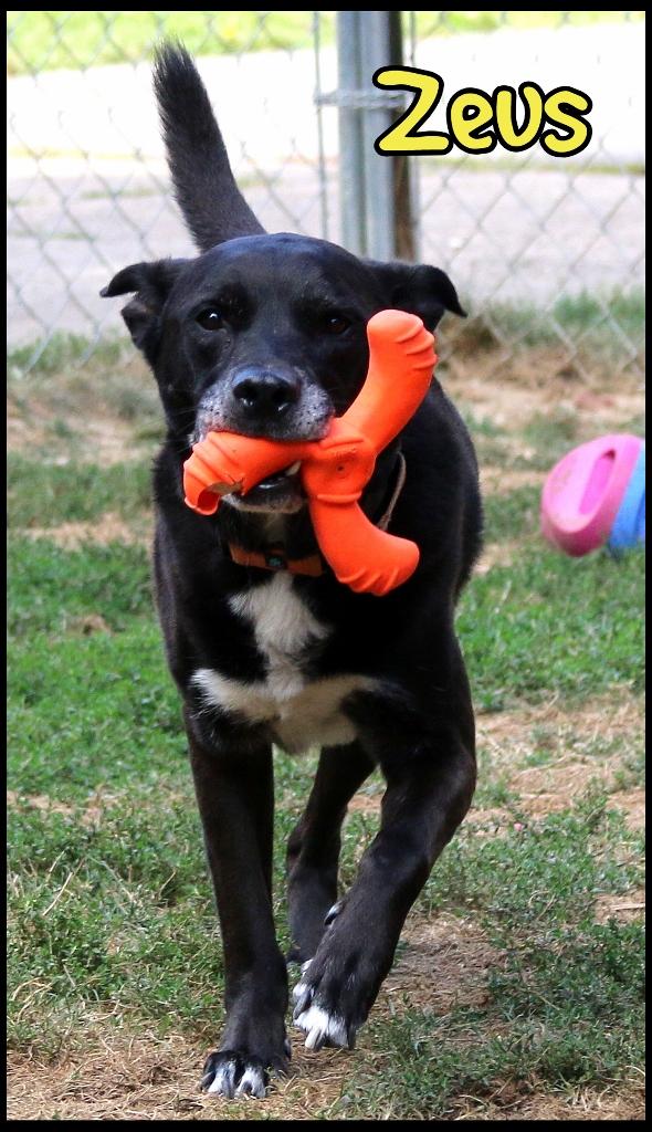 Zeus, a Adoptable mixed breed in Shippenville, PA image 3/5