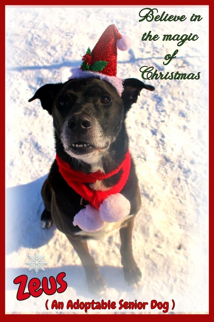 Zeus, Adoptable, Senior Male Labrador Retriever & Shepherd.