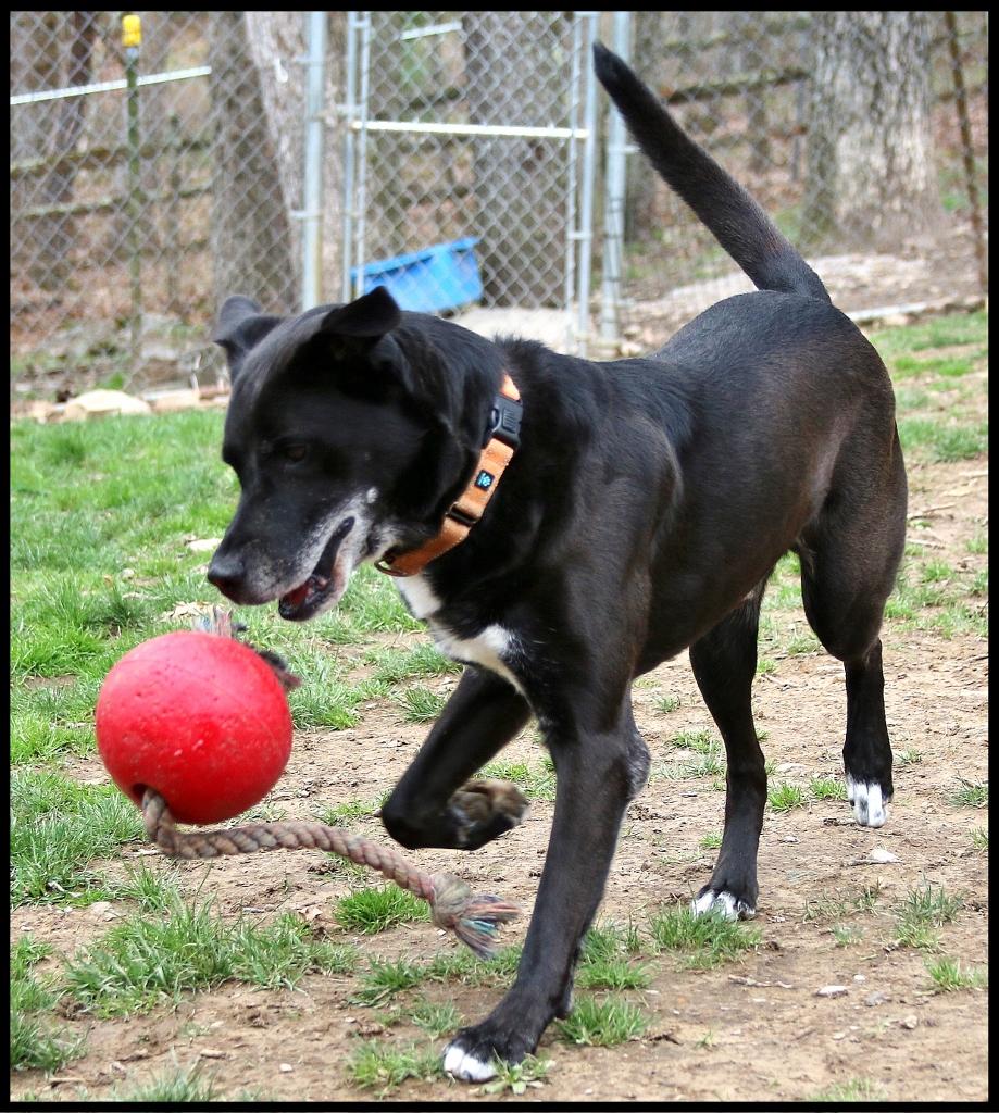 Enlarge Zeus, a Adoptable mixed breed in Shippenville, PA image 3/6