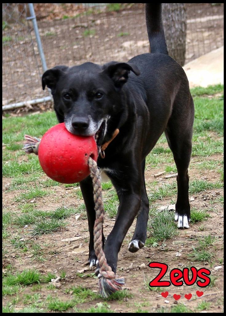 Enlarge Zeus, a Adoptable mixed breed in Shippenville, PA image 1/6