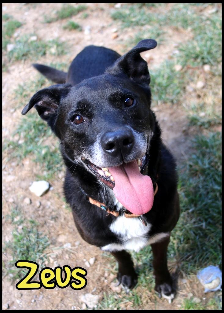 Zeus, Adoptable, Senior Male Labrador Retriever & Shepherd.
