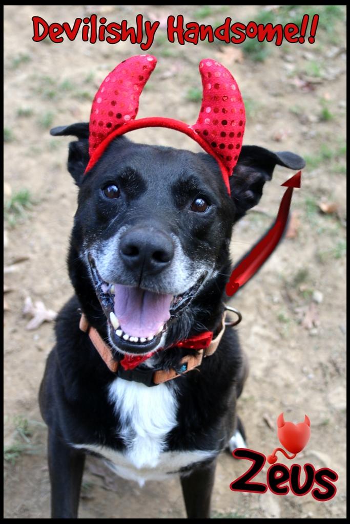 Zeus, a Adoptable mixed breed in Shippenville, PA image 5/5