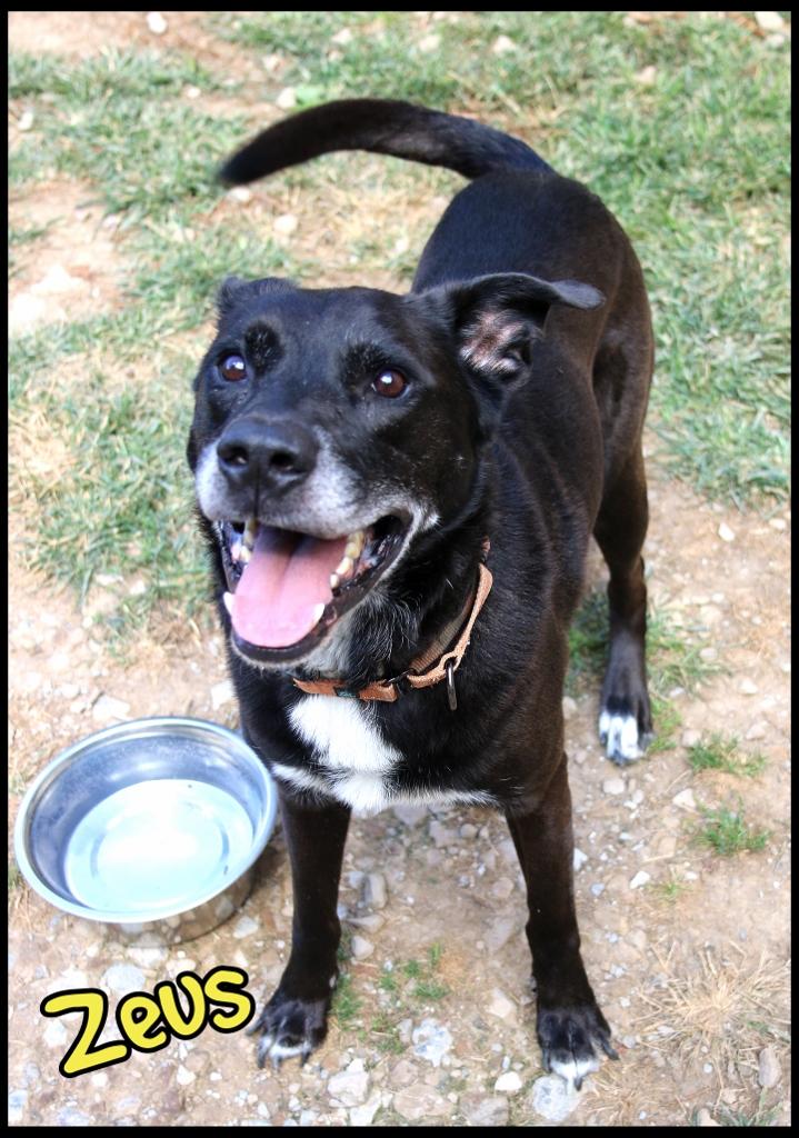 Zeus, a Adoptable mixed breed in Shippenville, PA image 4/5