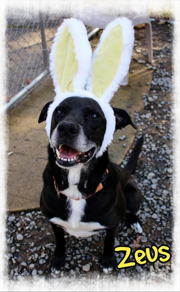 Zeus, Adoptable, Senior Male Labrador Retriever & Shepherd.