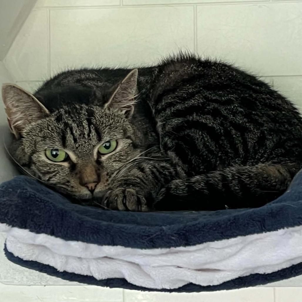 Enlarge Mackenzie, a Adoptable Domestic Short Hair in Hampton Bays, NY image 1/4
