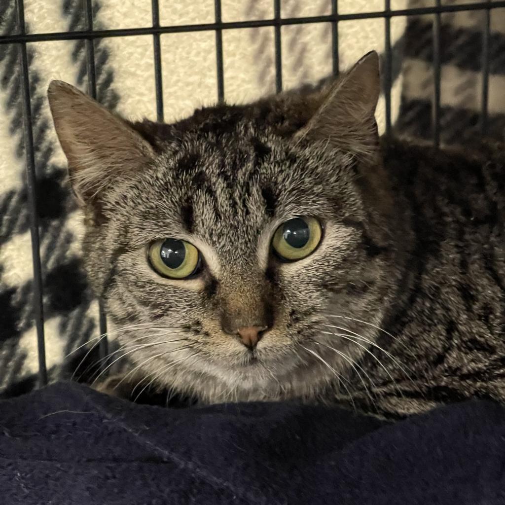 Mackenzie, a Adoptable Domestic Short Hair in Hampton Bays, NY image 1/2