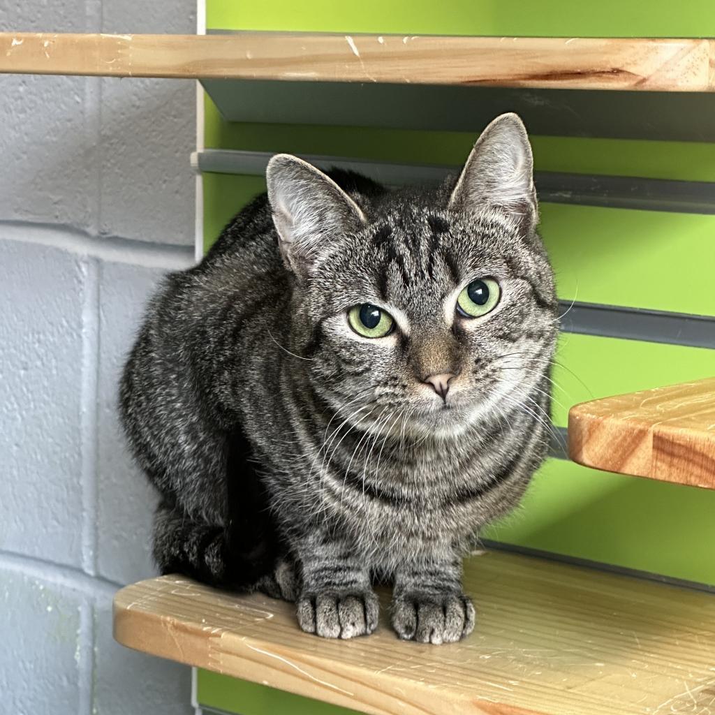 Mackenzie, a Adoptable Domestic Short Hair in Hampton Bays, NY image 2/2