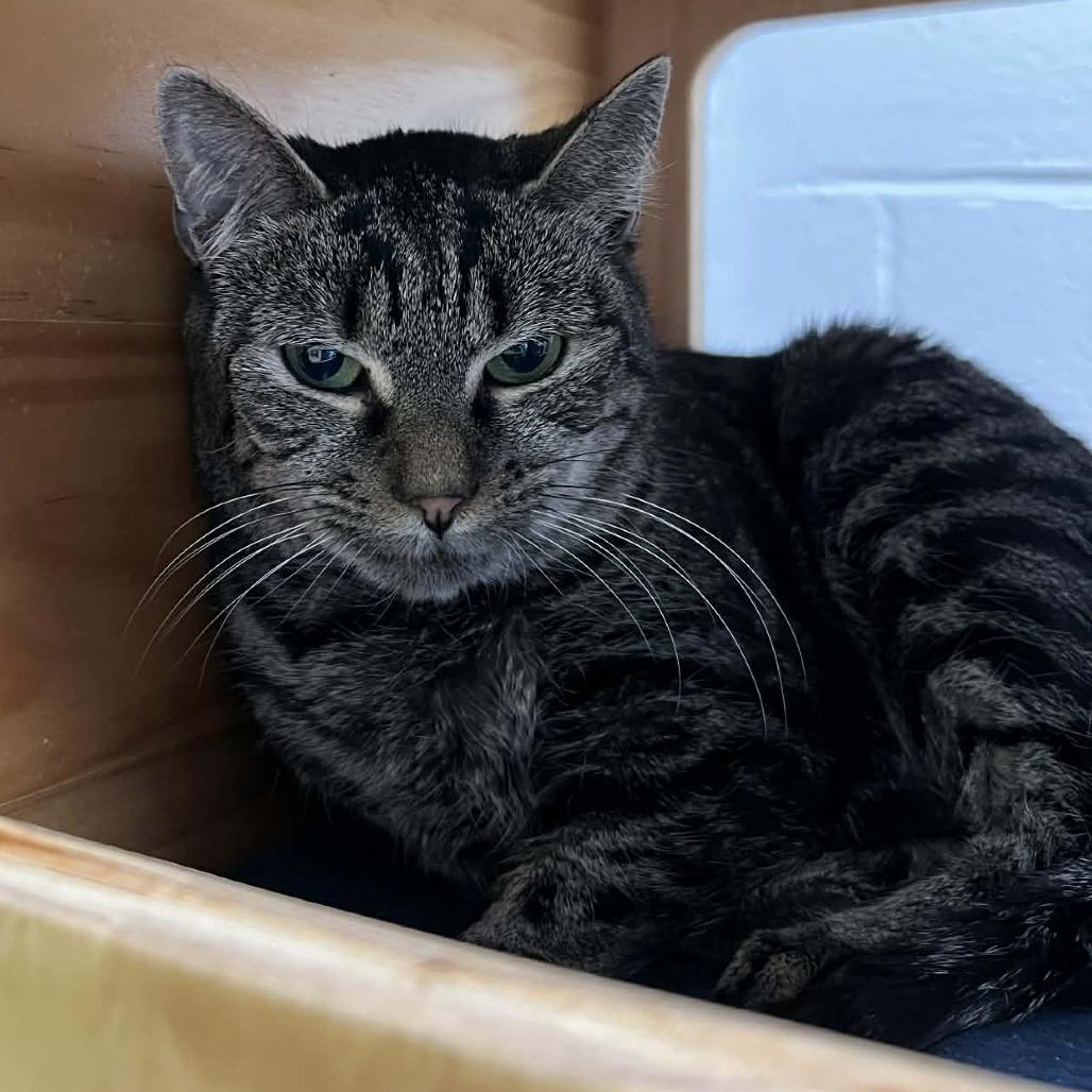 Enlarge Mackenzie, a Adoptable Domestic Short Hair in Hampton Bays, NY image 4/4