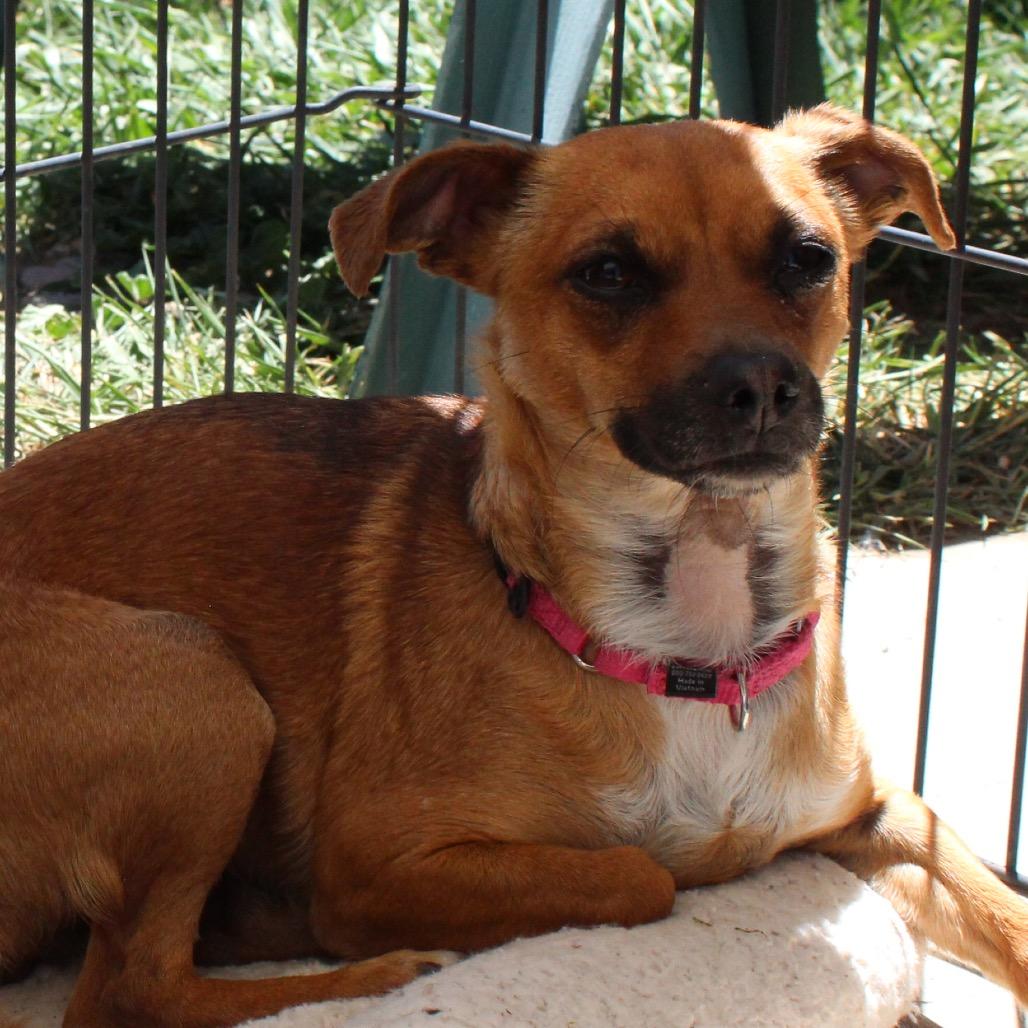Toot, Adoptable, Adult Female Chihuahua & Cardigan Welsh Corgi.