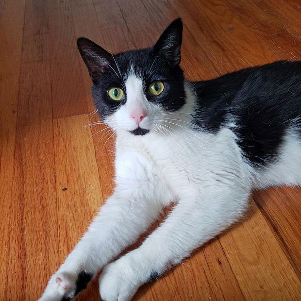 Cosimo, Adoptable, Adult Female Domestic Short Hair.