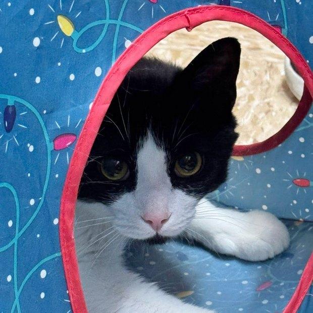 Cosimo, a Adoptable Domestic Short Hair in Fishkill, NY image 2/3