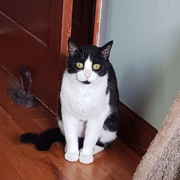 Cosimo, a Adoptable Domestic Short Hair in Fishkill, NY image 3/3