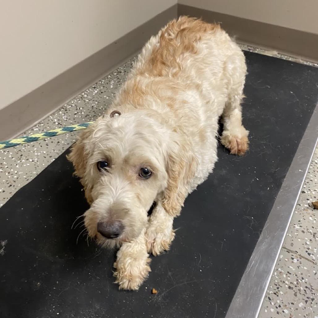 Leigha, Adoptable, Senior Female Golden Retriever & Miniature Poodle.