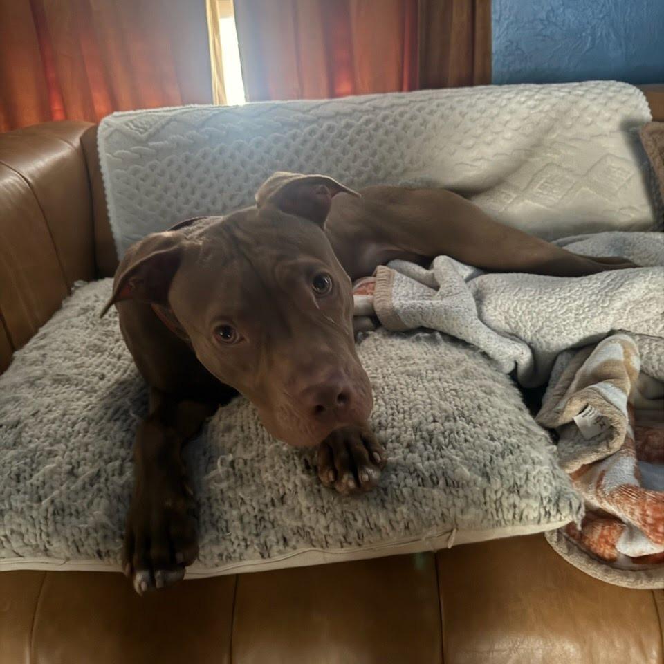 Drumstick, Adoptable, Young Male Pit Bull Terrier.