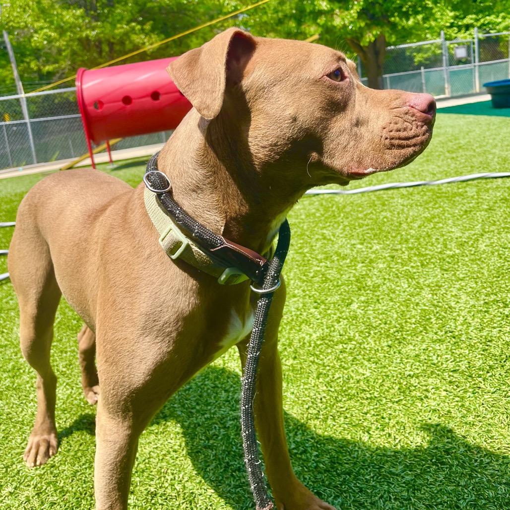 Enlarge Drumstick, a Adoptable Pit Bull Terrier in Belleville, IL image 3/6