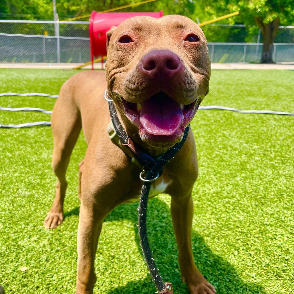 Enlarge Drumstick, a Adoptable Pit Bull Terrier in Belleville, IL image 4/6