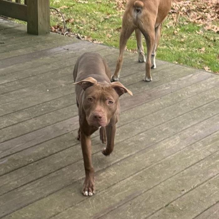 Enlarge Drumstick, a Adoptable Pit Bull Terrier in Belleville, IL image 5/6
