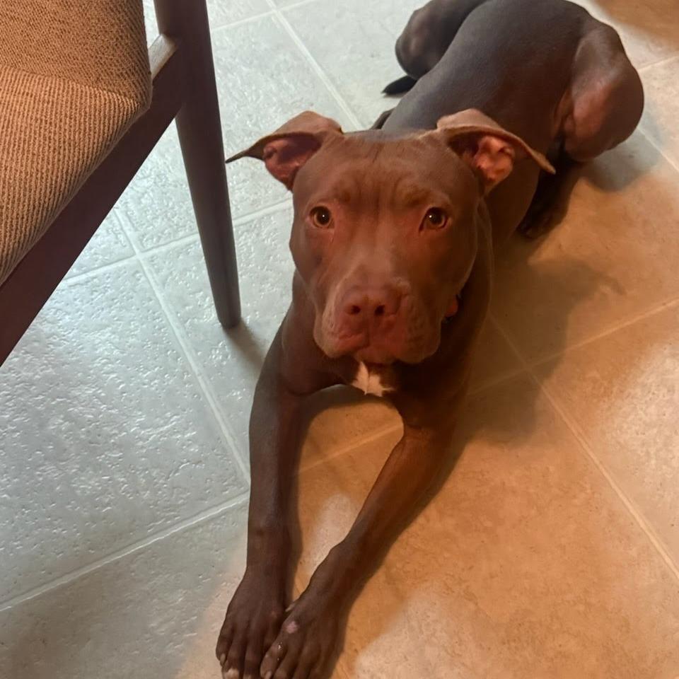 Enlarge Drumstick, a Adoptable Pit Bull Terrier in Belleville, IL image 6/6