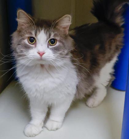 Dusty, Adoptable, Adult Male Domestic Long Hair & Domestic Short Hair.