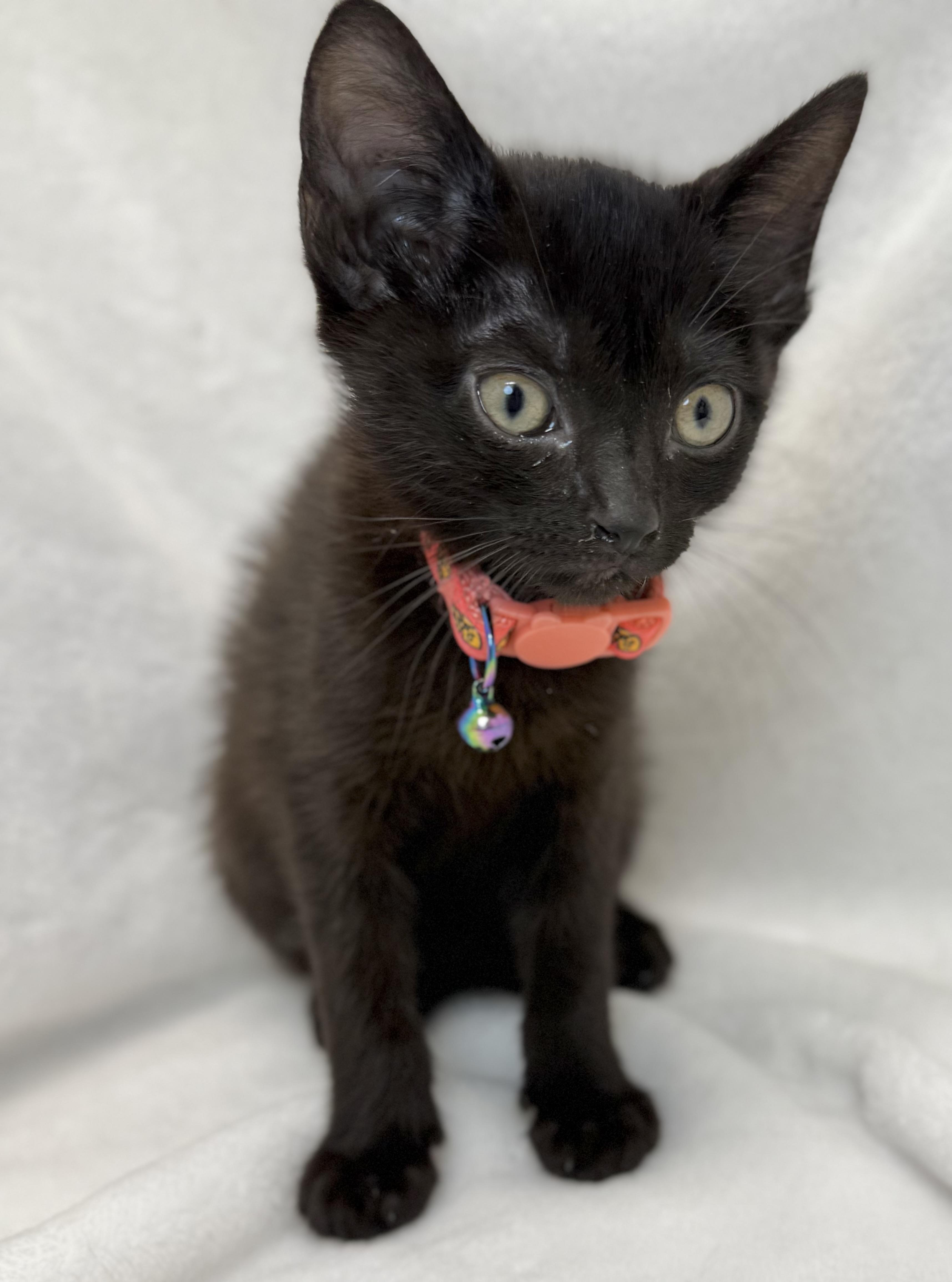 Enlarge Sumatra, a ADOPTABLE Domestic Short Hair in Greensboro, NC image 3/4