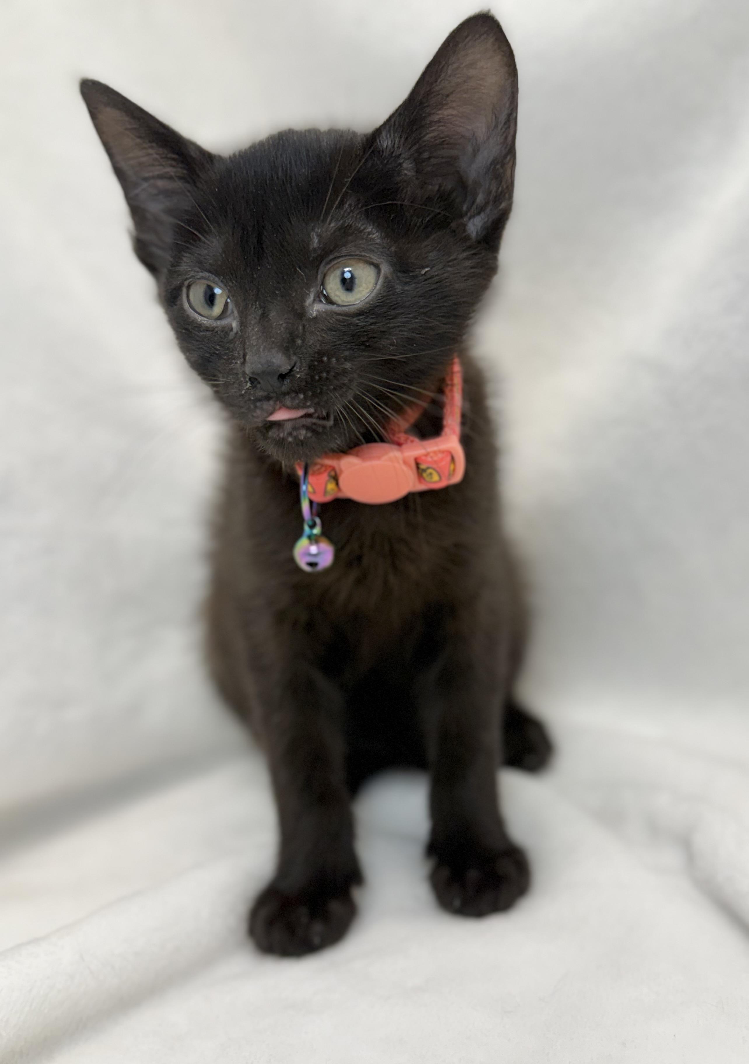 Enlarge Sumatra, a ADOPTABLE Domestic Short Hair in Greensboro, NC image 2/4