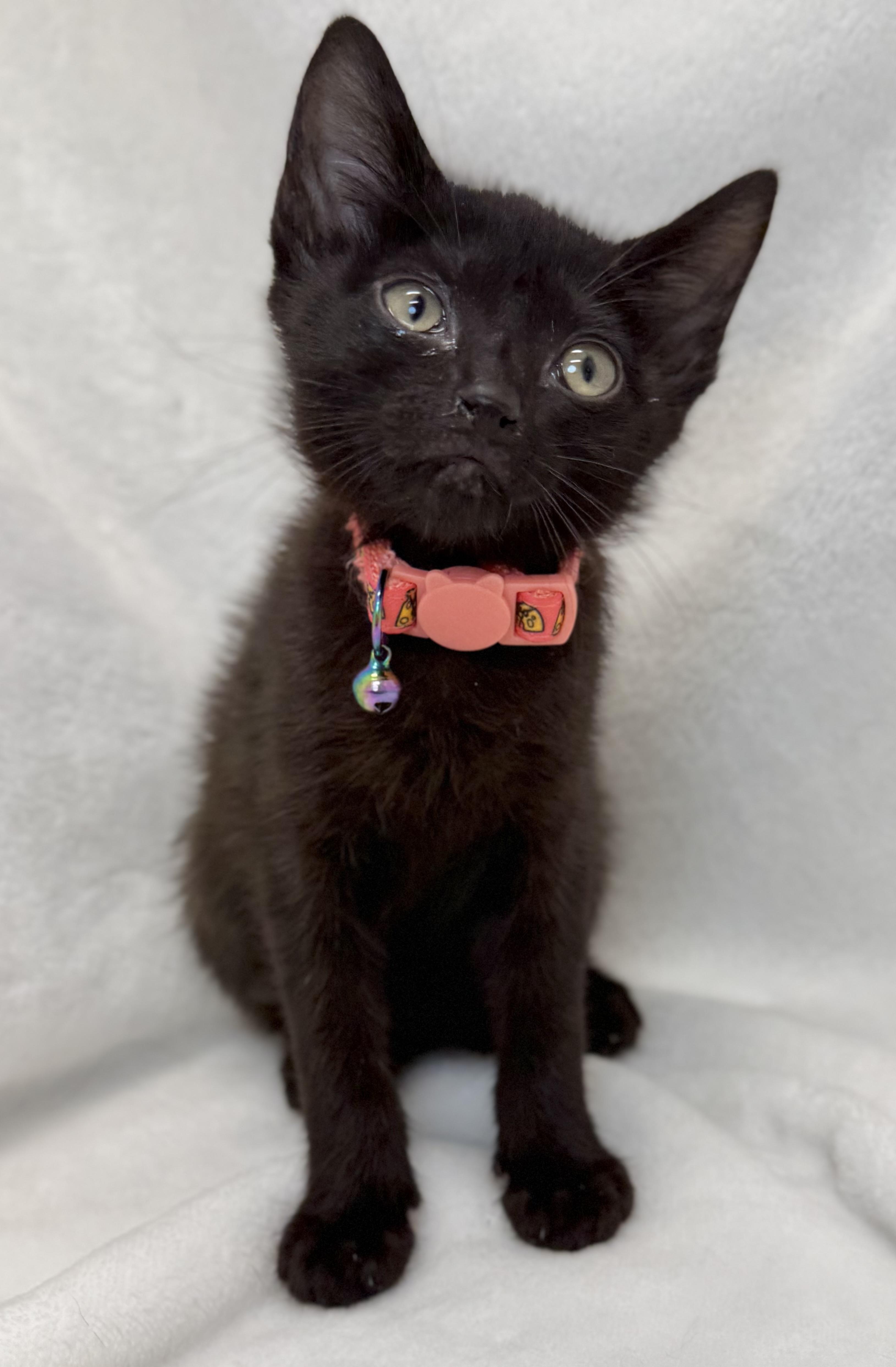 Enlarge Sumatra, a ADOPTABLE Domestic Short Hair in Greensboro, NC image 4/4